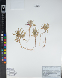 Tetrapteron graciliflorum image