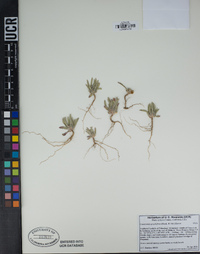 Tetrapteron graciliflorum image