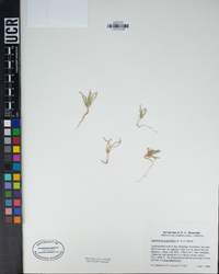 Tetrapteron graciliflorum image