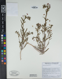 Camissoniopsis intermedia image