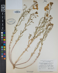 Camissonia kernensis image