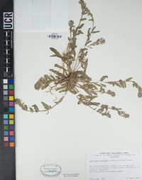 Camissonia micrantha image