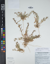 Camissoniopsis micrantha image