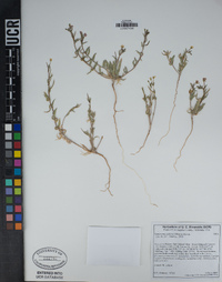 Camissoniopsis pallida image