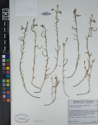 Camissoniopsis pallida subsp. hallii image