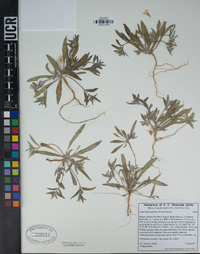 Camissonia pallida image