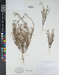 Camissonia pusilla image