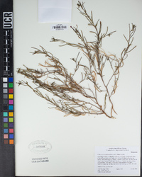 Camissonia strigulosa image