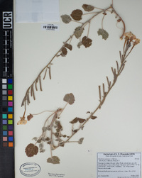 Chylismia arenaria image