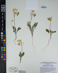 Chylismia brevipes var. pallidula image