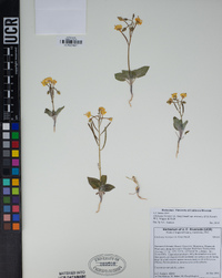 Chylismia brevipes subsp. arizonica image
