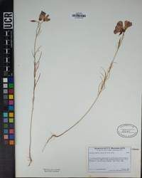 Clarkia cylindrica image