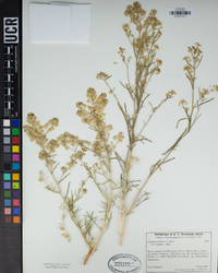 Lepidium fremontii image