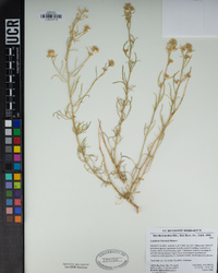 Lepidium fremontii image