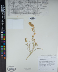 Lepidium fremontii image