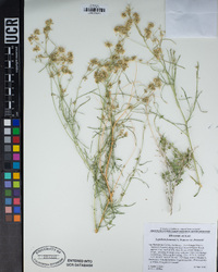 Lepidium fremontii image