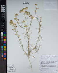 Lepidium fremontii image