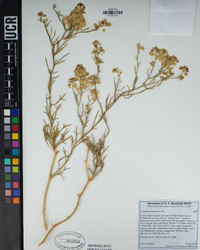 Lepidium fremontii image