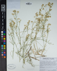 Lepidium fremontii image