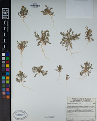 Lepidium lasiocarpum image