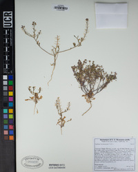 Lepidium lasiocarpum image