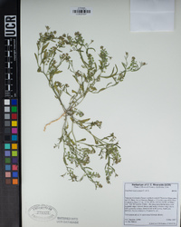 Lepidium lasiocarpum image