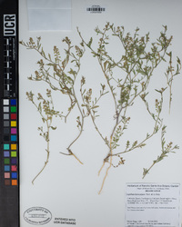 Lepidium lasiocarpum image