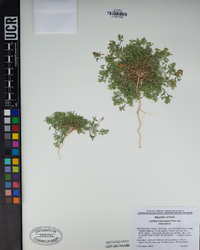 Lepidium lasiocarpum subsp. lasiocarpum image