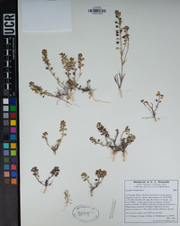 Lepidium nitidum image