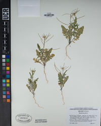 Sisymbrium irio image