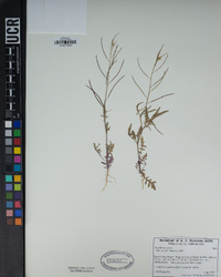 Sisymbrium irio image