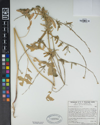 Sisymbrium officinale image