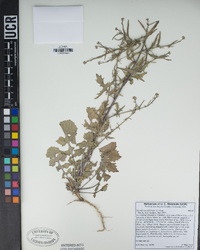 Sisymbrium officinale image