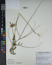 Sisymbrium officinale image