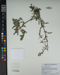 Sisymbrium officinale image