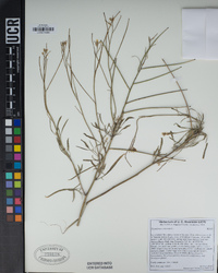 Sisymbrium orientale image