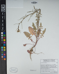 Sisymbrium orientale image