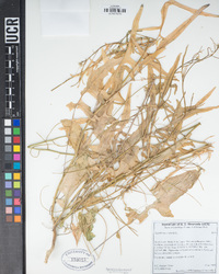 Sisymbrium orientale image