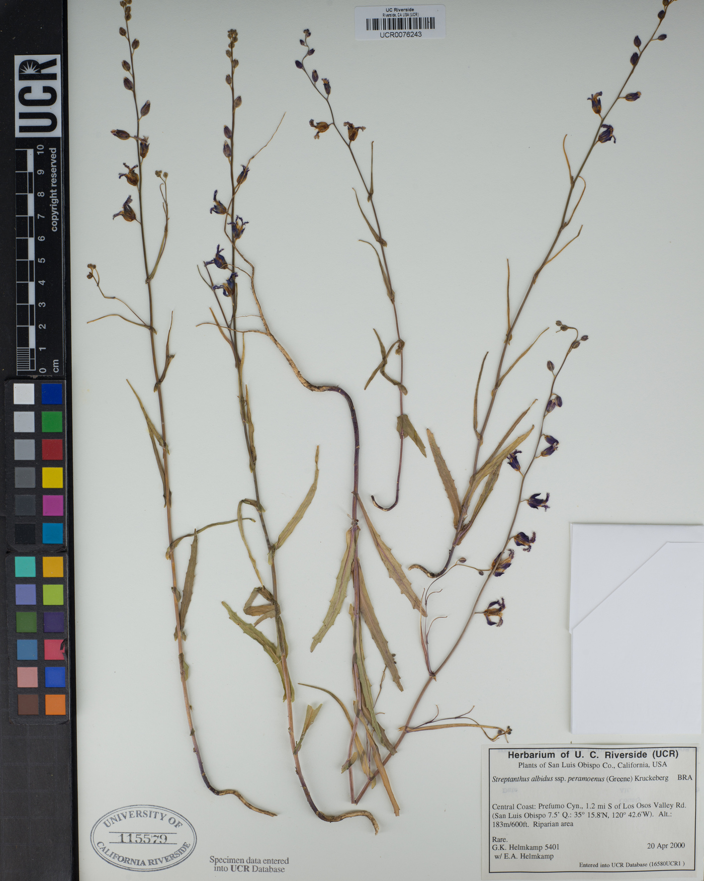 Streptanthus albidus image