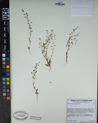 Thysanocarpus curvipes image