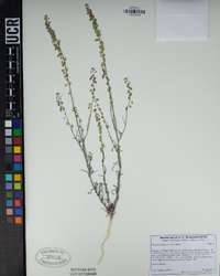 Thysanocarpus curvipes image