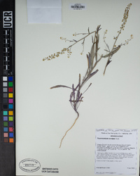 Thysanocarpus curvipes image