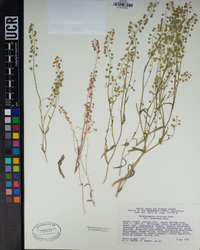 Thysanocarpus curvipes image