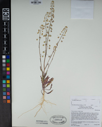 Thysanocarpus curvipes image