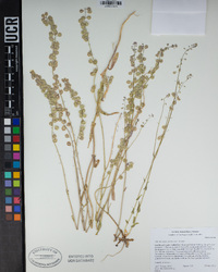 Thysanocarpus curvipes subsp. curvipes image