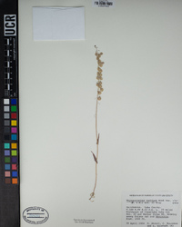 Thysanocarpus curvipes subsp. elegans image