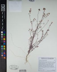 Thysanocarpus laciniatus image