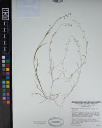 Thysanocarpus laciniatus image