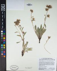 Phacelia hastata image