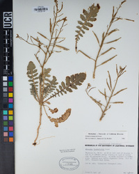 Brassica tournefortii image